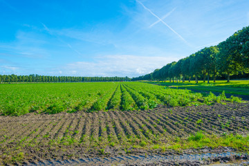 Fototapeta na wymiar Vegetables in a field in sunlight below a blue sky in sunlight at fall 