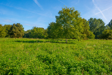 Fototapeta na wymiar Trees in a grassy green field below a blue sky in sunlight at fall 