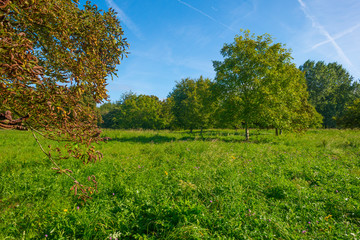 Trees in a grassy green field below a blue sky in sunlight at fall 