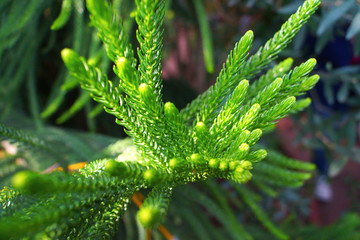 dew on the grass