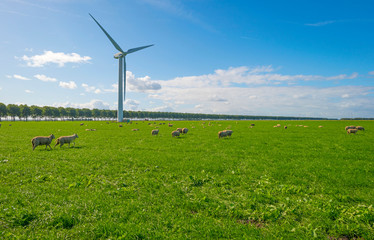 Herd of sheep in a green grassy meadow below a blue cloudy sky in sunlight at fall