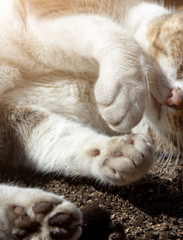 close-up of fluffy paws in dust, nose and mustache of a street cat