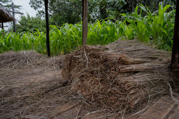  piantagione di canna da zucchero canna da zucchero