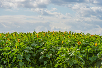 Fototapeta na wymiar Sunflowers in a green grassy field below a blue cloudy sky in sunlight at fall
