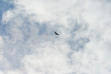 Bird of prey flying and gliding in a blue cloudy sky in sunlight at fall