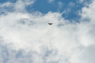 Bird of prey flying and gliding in a blue cloudy sky in sunlight at fall