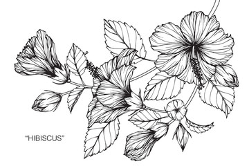 Hibiscus flower and leaf drawing illustration with line art on white backgrounds. - obrazy, fototapety, plakaty