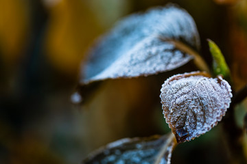 The first frost in the autumn garden.