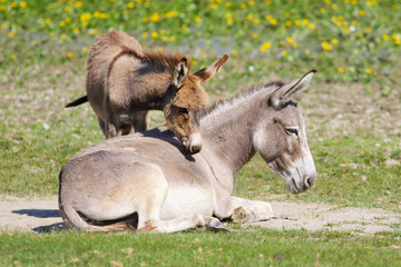 Naklejka na ściany i meble Baby donkey cuddle with mother on the floral meadow