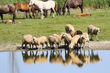 Livestock on the watering place