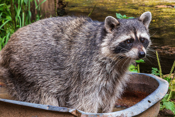 Funny raccoon rodent bathing n water