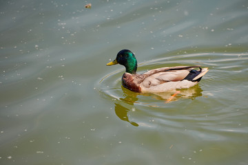 Duck floats on water on a summer day. Wildlife, waterfowl.