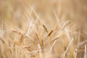 Young wheat grows on the field.