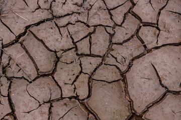 The earth is cracked due to a drought. Pieces of land divided by cracks. Textured abstract background for wallpaper.