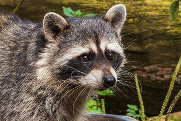 Funny raccoon rodent closeup portrait