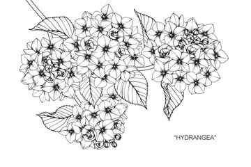 hydrangea flower and leaf drawing illustration with line art on white backgrounds.
