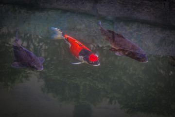 Koi fish in pond