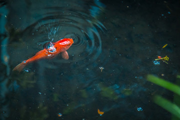 Koi fish in pond