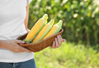 Female farmer with ripe corn cobs in field