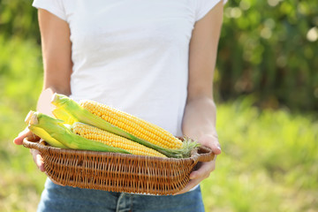 Female farmer with ripe corn cobs in field