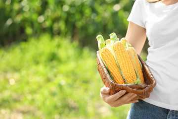 Female farmer with ripe corn cobs in field