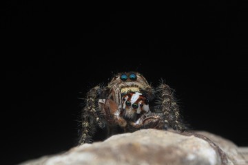 Spider or Hyllus eat small spider