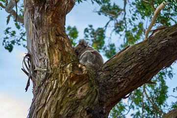koala bear - cape otway