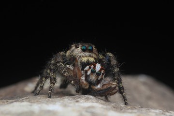 Spider or Hyllus eat small spider