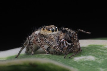 Spider or Hyllus eat small spider
