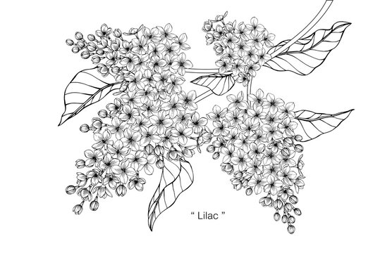 Lilac Drawing Images Browse 53 979 Stock Photos Vectors And Video Adobe Stock Lilac Drawing Images Browse 53 979 Stock Photos Vectors And Video Adobe Stock