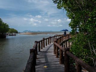 Fototapeta premium Bridge in a mangrove from Chumphon national park, Thailand