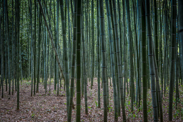 saga arashiyama bamboo forest