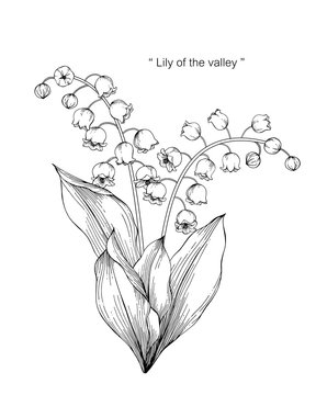 lily of the valley flower and leaf drawing illustration with line art on white backgrounds.