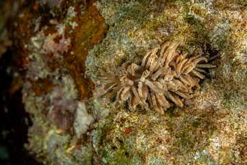 Jakobsen's Phyllodesmium, Phyllodesmium jakobsenae is a species of sea slug, an aolid nudibranch, a marine gastropod mollusk in the family Facelinidae