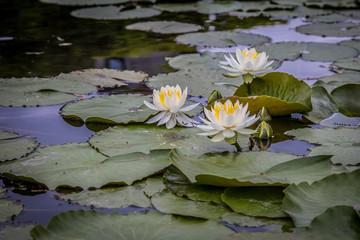 pond in Kyoto
