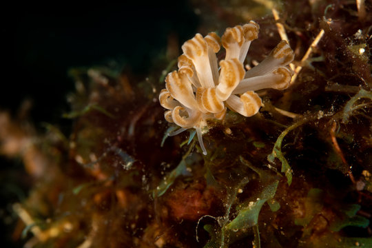 Jakobsen's Phyllodesmium, Phyllodesmium jakobsenae is a species of sea slug, an aolid nudibranch, a marine gastropod mollusk in the family Facelinidae
