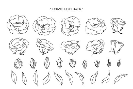 lisianthus flower and leaf drawing illustration with line art on white backgrounds.