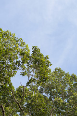 Low view, high rubber tree leaves.