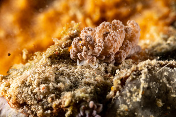 Jakobsen's Phyllodesmium, Phyllodesmium jakobsenae is a species of sea slug, an aolid nudibranch, a marine gastropod mollusk in the family Facelinidae