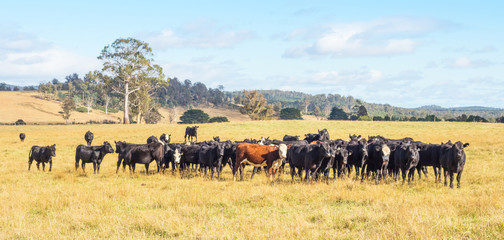 Obraz na płótnie Canvas Cattle in Tasmania