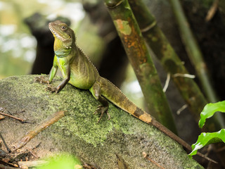 A lizard from Pliew waterfall, Chanthaburi Thailand