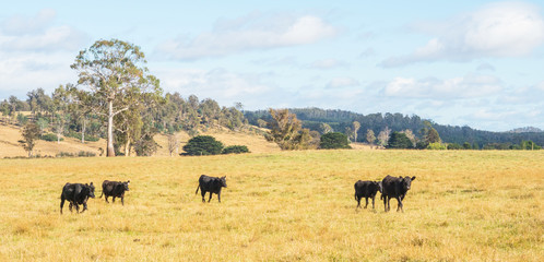 Cattle in Tasmania