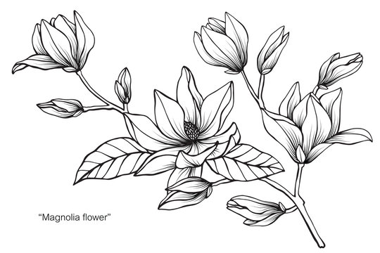 Magnolia flower and leaf drawing illustration with line art on white backgrounds.