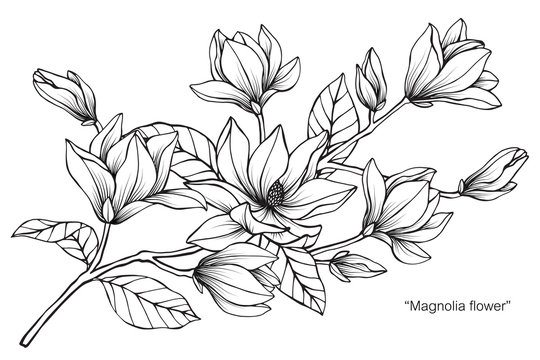 Magnolia flower and leaf drawing illustration with line art on white backgrounds.