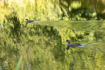 lake in germany with trees and reflection in water