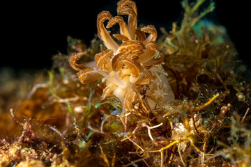 Jakobsen's Phyllodesmium, Phyllodesmium jakobsenae is a species of sea slug, an aolid nudibranch, a marine gastropod mollusk in the family Facelinidae