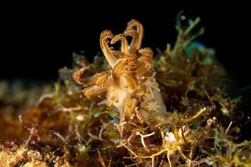 Jakobsen's Phyllodesmium, Phyllodesmium jakobsenae is a species of sea slug, an aolid nudibranch, a marine gastropod mollusk in the family Facelinidae