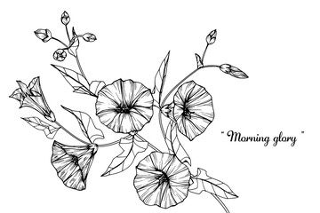 Morning glory, flower and leaf drawing illustration with line art on white backgrounds.