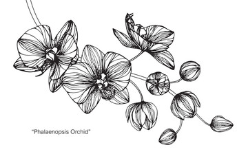 Orchid flower and leaf drawing illustration with line art on white backgrounds. © suwi19