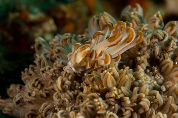 Jakobsen's Phyllodesmium, Phyllodesmium jakobsenae is a species of sea slug, an aolid nudibranch, a marine gastropod mollusk in the family Facelinidae